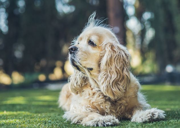 Funny dog lying on ground between plants