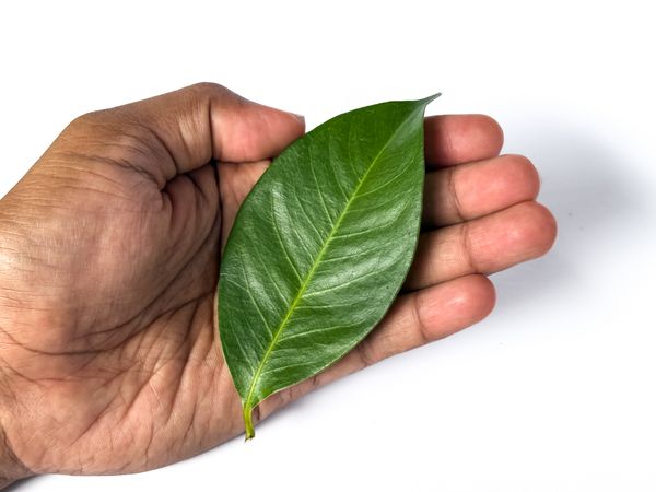 One Bay Leaf on a Human Palm Isolated on Light Background