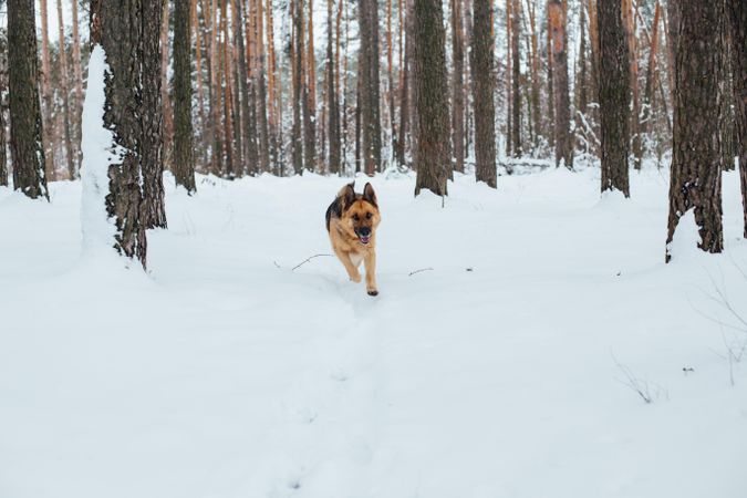 Dog running through snowy forest
