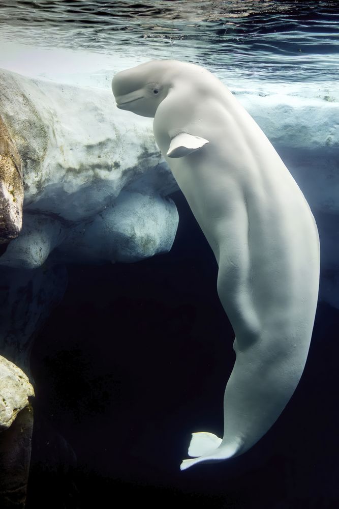 Beluga whale dolphin portrait