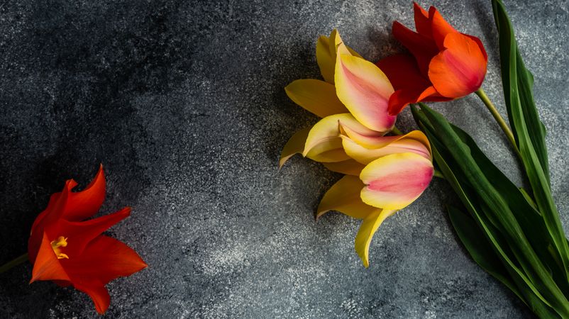 Bright tulip flowers on concrete background with copy space