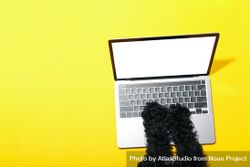 Dog using laptop with mockup screen with copy space bGVWx4