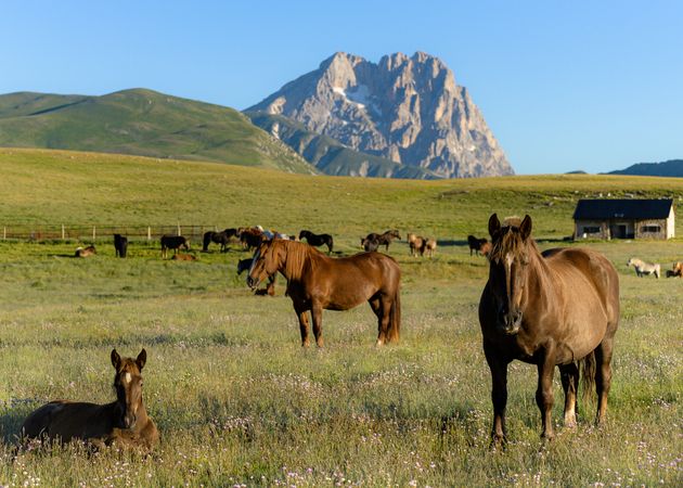 Herd of horses on green grass field near mountain