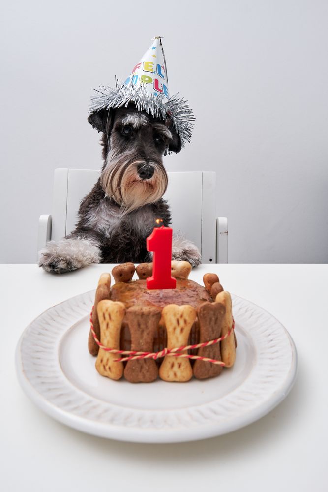 Cute purebred dog sitting at table with cake