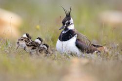 Wild bird with chicks on grass