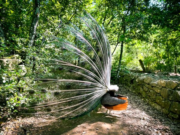 flirty peacock