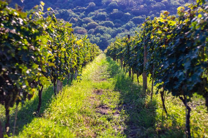 Grapes in sunny vineyard in Lopota