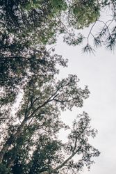 Tops of green trees in park