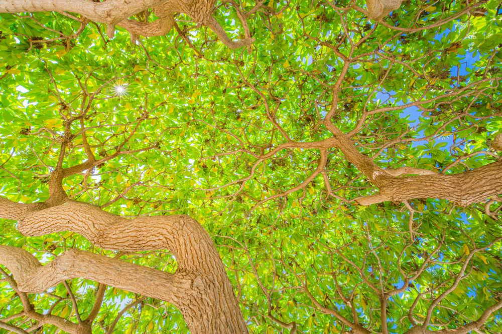 Shot looking up at forest canopy