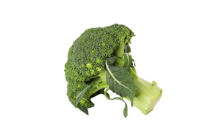 Branch of broccoli cabbage, isolated on plain background