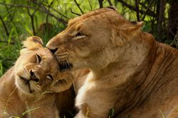 Lioness taking care of offspring