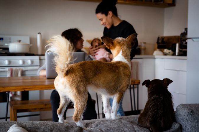 Dogs looking onto couple in the kitchen