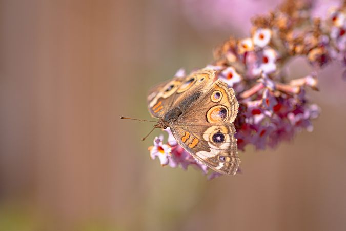 Close up of common buckeye butterfly on pink flower with selective focus