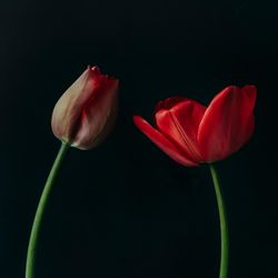 Two red tulip flowers on dark background