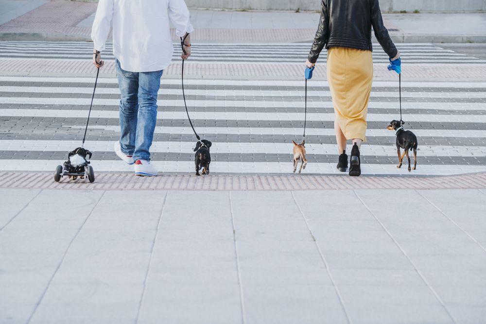 Couple walking with dogs and pet with wheelchair on street
