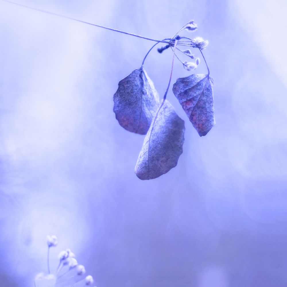 Tender dry leaves in blue light effect