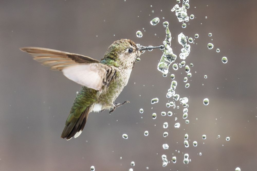 Beautiful Immature Male Anna's Hummingbird Enjoying The Water Fountain