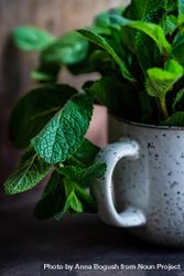 Organic mint leaves in ceramic mug 4mWEXQ
