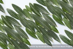 Texture formed by several olive leaves of different sizes 4d88pL