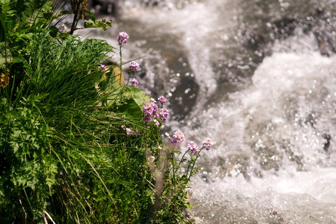 Purple wildflowers by rushing stream in sunlight.