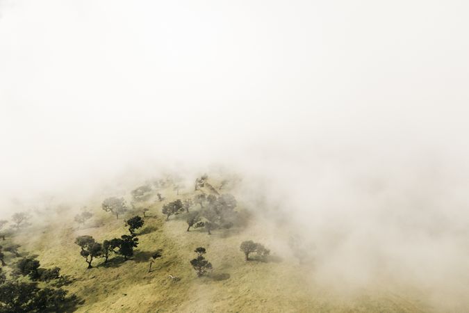 Aerial view of fog over a madeira trees