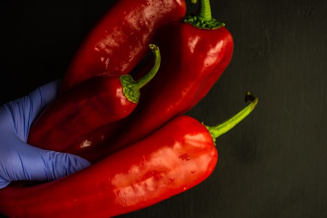 Hand holding spicy fresh red peppers in protective gloves