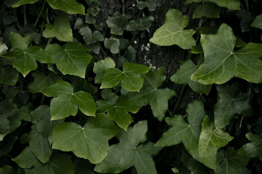 Ivy leaves of climbing plant. Lush green background of nature.