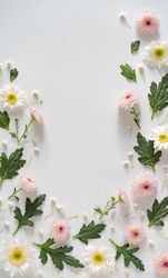 Wild daisy flowers bordering light background
