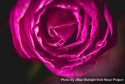 Center of pink camellia flower in dark studio bD3YE4
