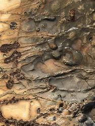 Tan and gray ocean rock texture with barnacles