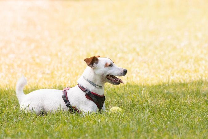 Jack Russell terrier puppy on green grass field