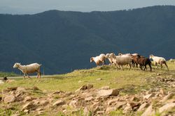 Flock of sheep grazing on hillside with mountainous background.