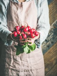 Gardener holding freshly picked radishes