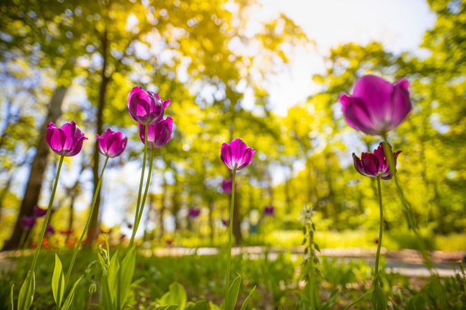 Purple tulips growing in the forest with selective focus