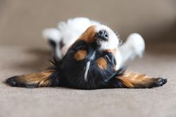 Cavalier spaniel sleeping on his back