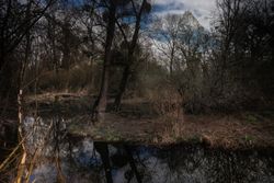 Marshy pond with trees