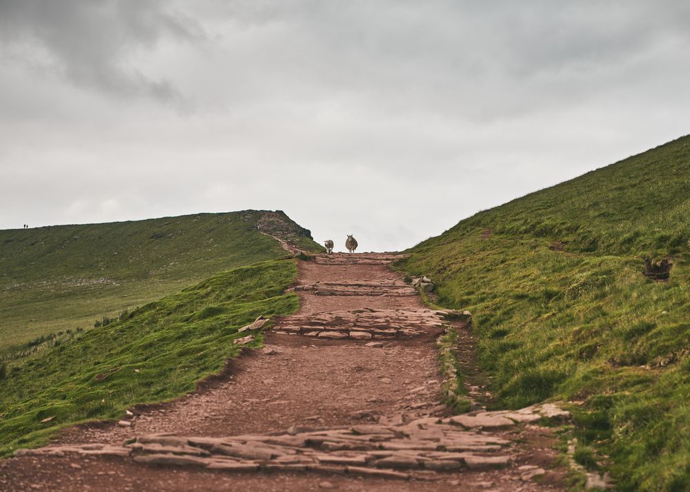 Sheep on a pathway on a hill