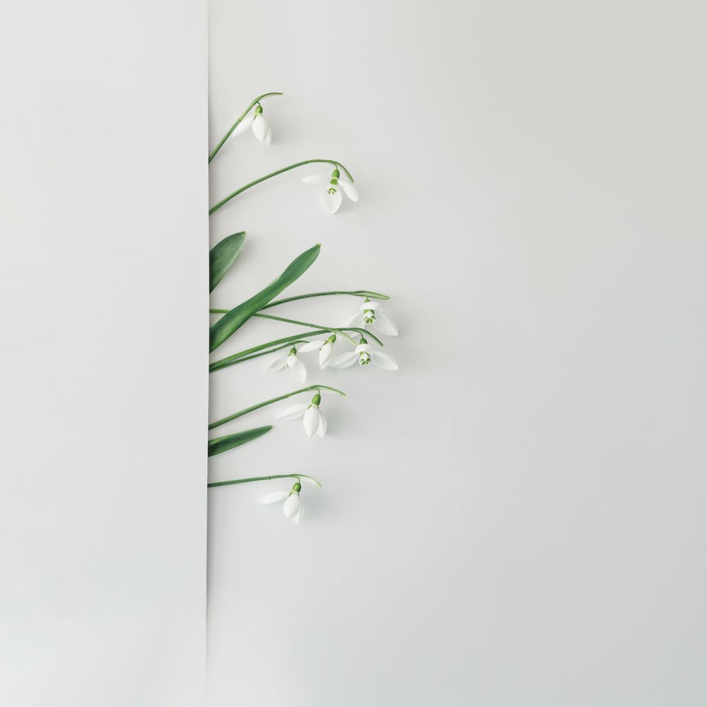 Line of snowdrop flowers on bright background