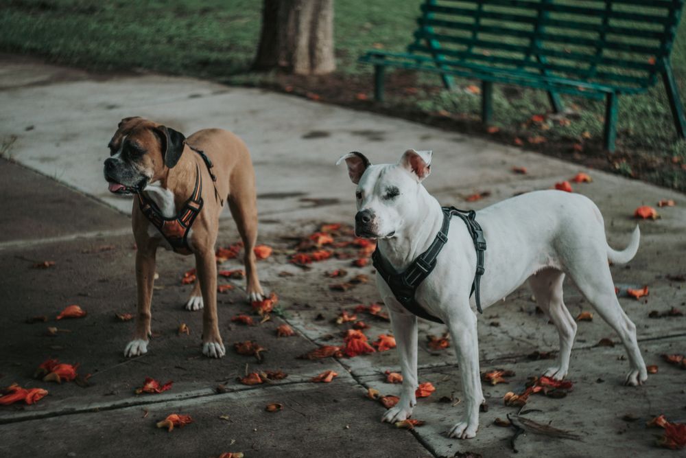 Boxer dog walking with Staffordshire terrier in street