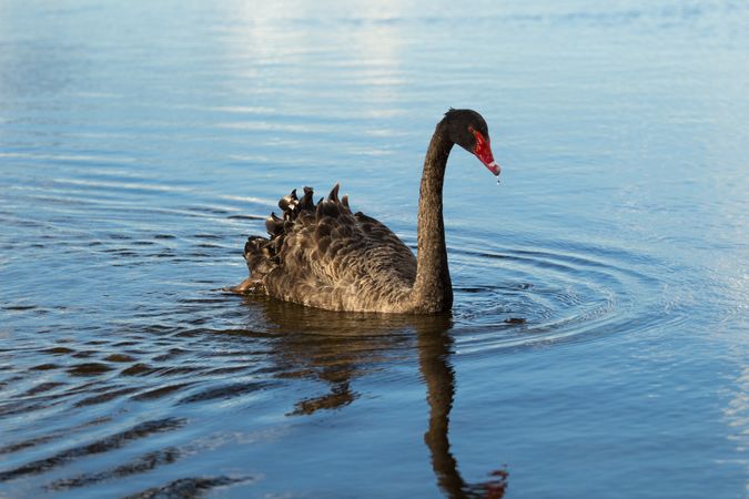 Dark swan in a lake