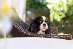 Cavalier spaniel sitting in a chair outside