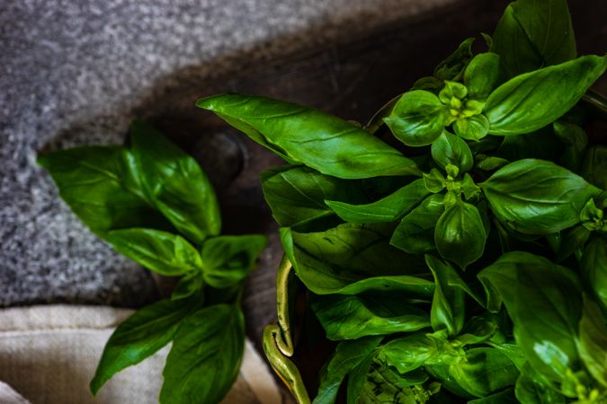 Close up of basil herb in kitchen