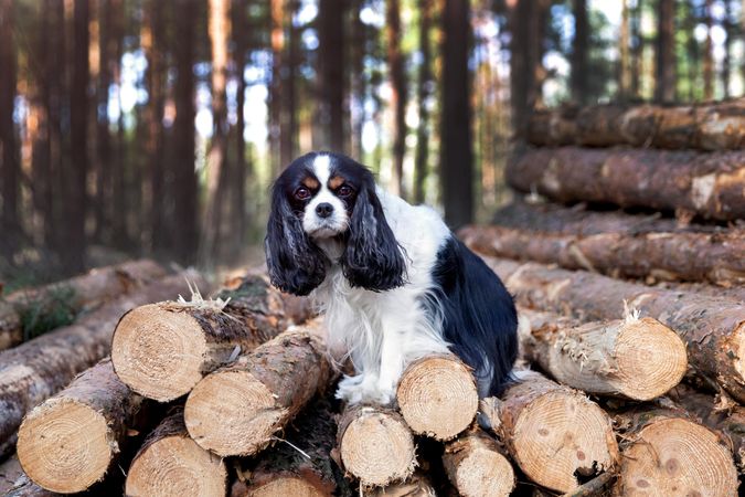Cavalier spaniel standing atop logged trees