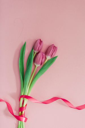 Pink tulips on clear background