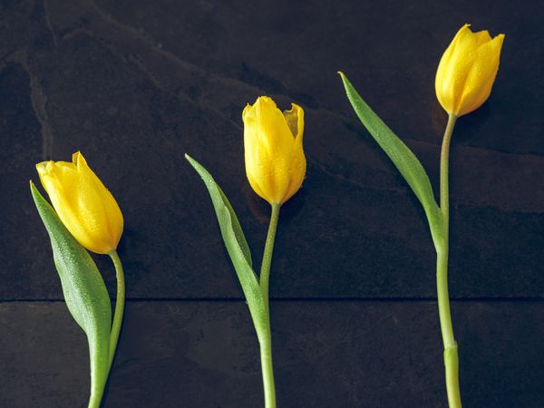 Yellow tulips on dark surface