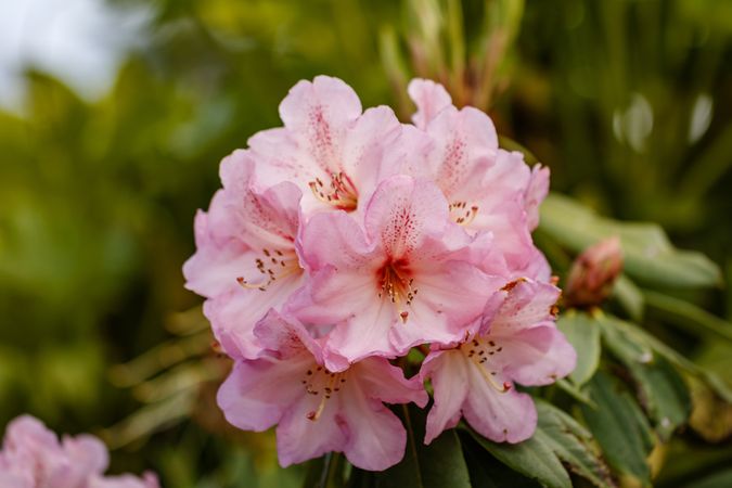 Light pink rhododendron growing in a bush