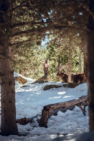 Wild goats pasturing near tree between snow