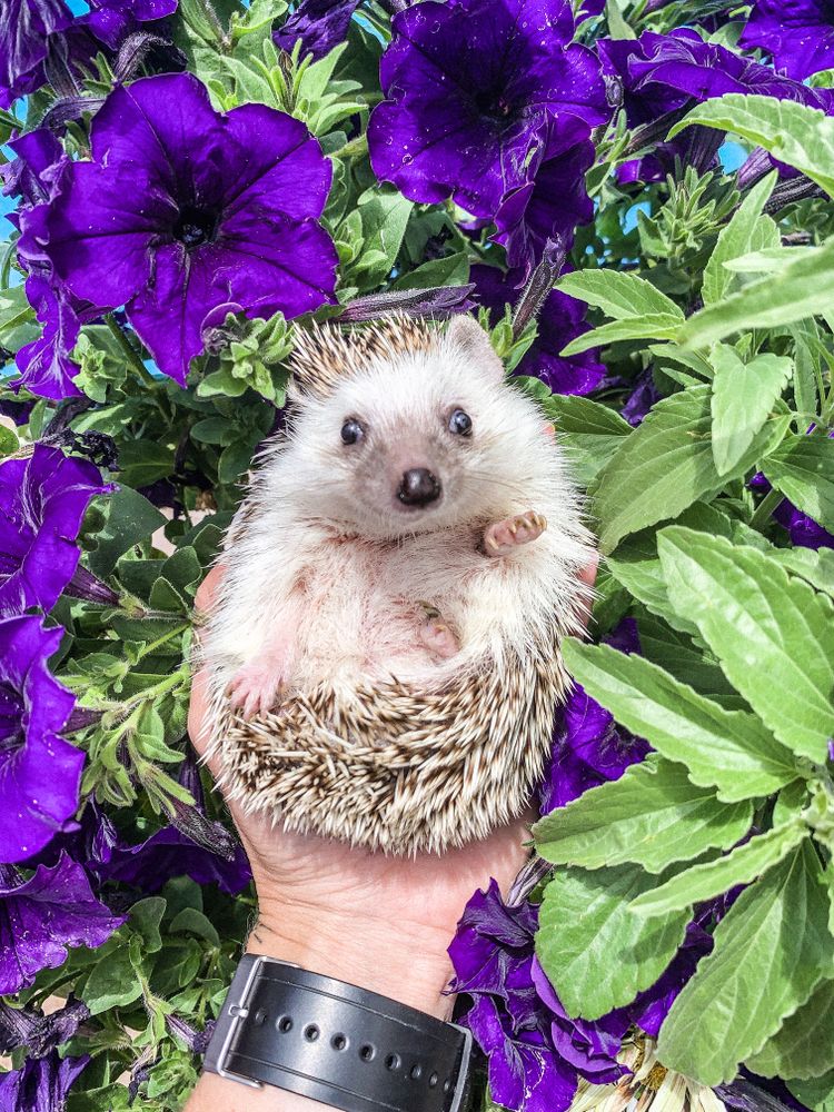 Person holding hedgehog among violet flowers