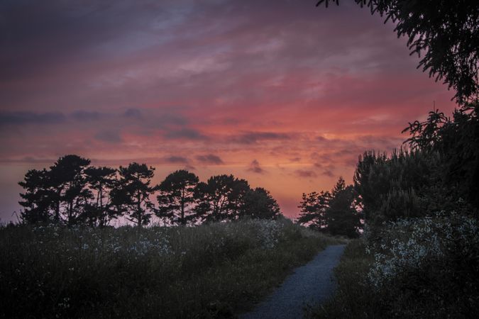 Rocky walking path in a tree lined field