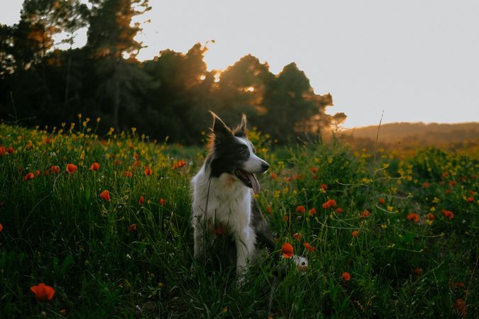 Border collie sitting on meadow